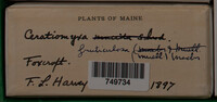 Ceratiomyxa fruticulosa var. fruticulosa image